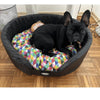NRDOGS Edged Dog Bed Fun Color - Pupple -